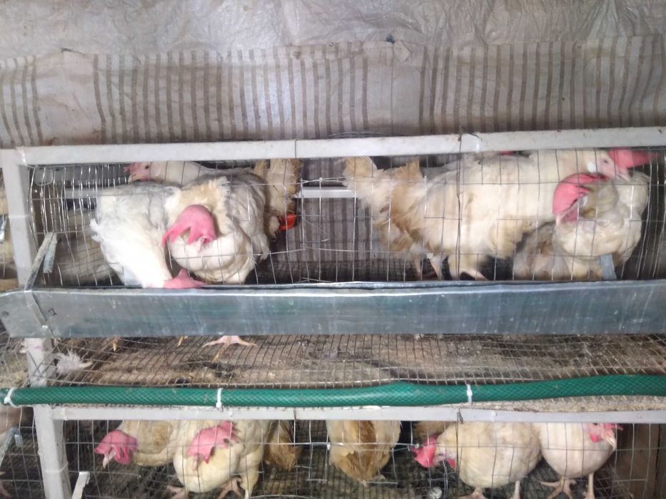 Клітки для курей,б/у
