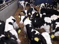 Jałówki mleczne HF,RW na krowy, Jałówki MM, Byczki MM