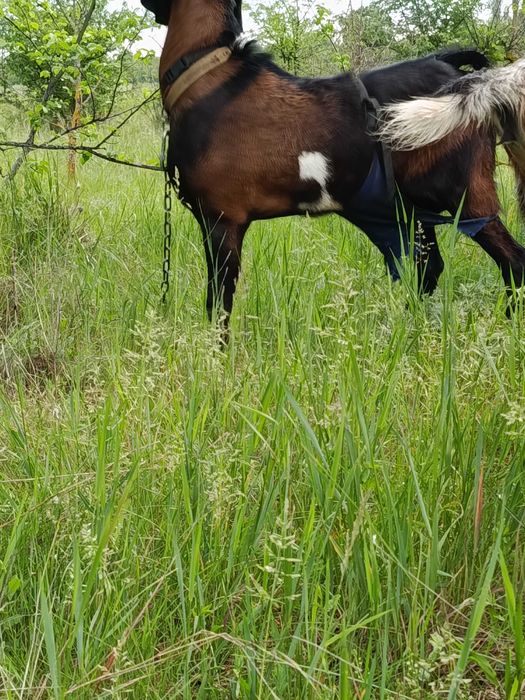 Козлики Нубо - Ламанчи. Бюджетно