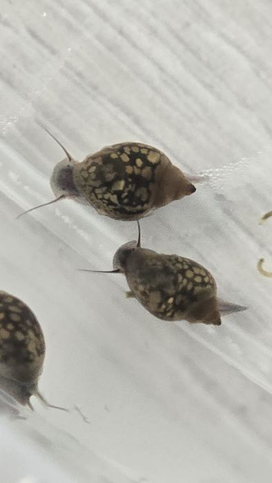 Ślimak Rozdętka zaostrzona