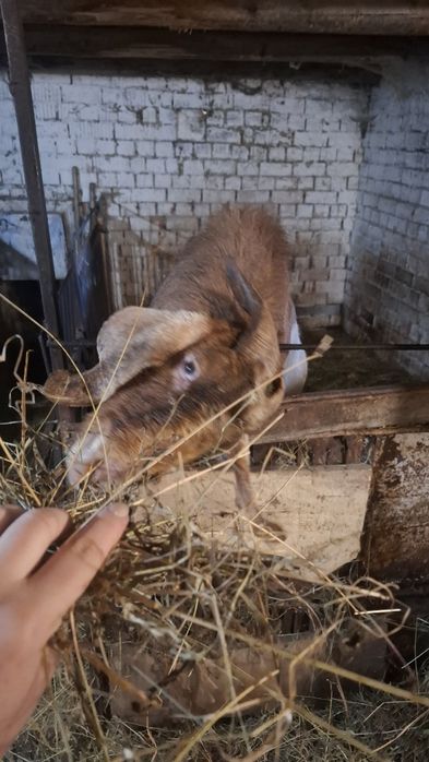 Злучка з англонубійцем