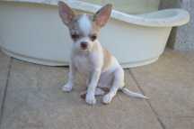 Chihuahua pelo curto merle macho mini