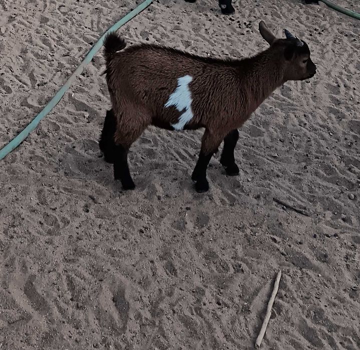 Cabras anãs (bebés)