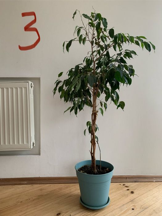 Продам рослину Бенджаміна