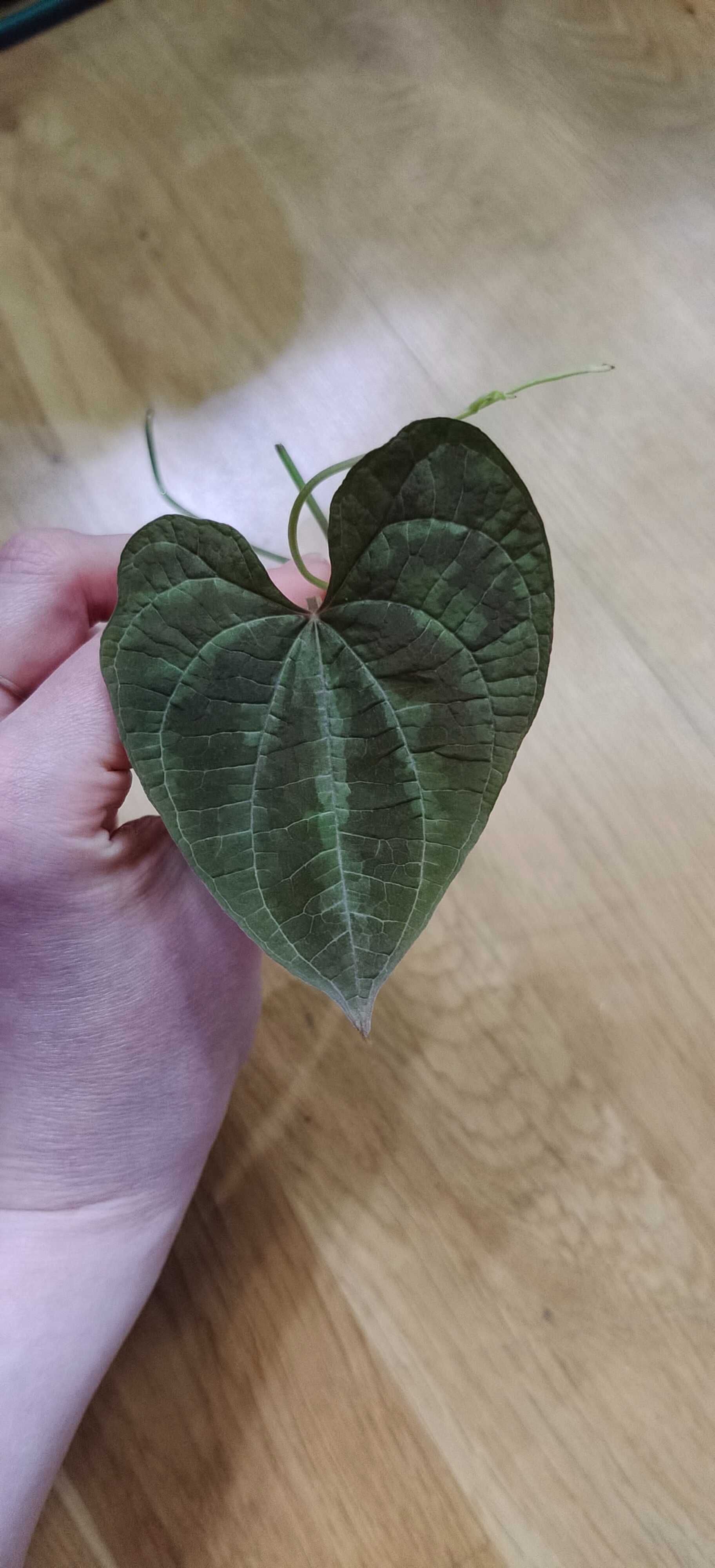 Dioscorea discolor