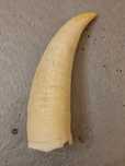 Dente cachalote .