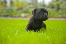 taffordshire Bull Terrier, Staffik, stafik, FCI (ZKwP), szczenię