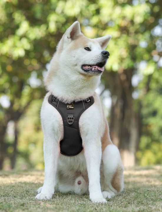 Szelki Dla Psa Guard, Owczarek, Labrador,rozm.xl