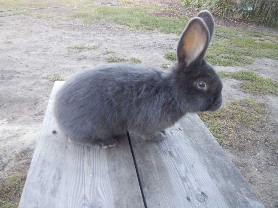 Wiedeński samiec samica