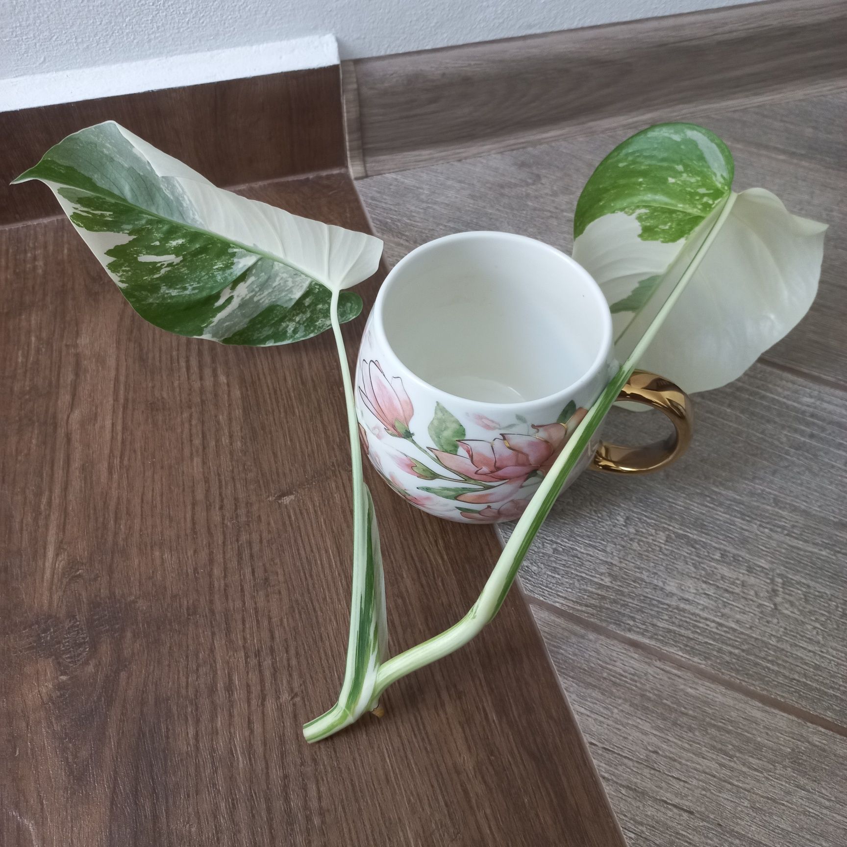 Monstera Variegata szczyt piękny half moon