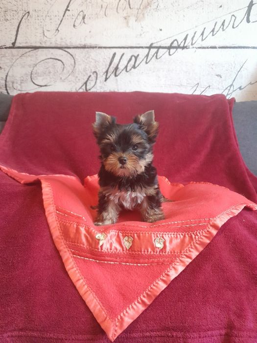 Yorkshire terrier samczyk zkwp fci