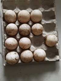 Sprzedam jaja lęgowe kaczek piżmowych kaczek staropolskich i dworek