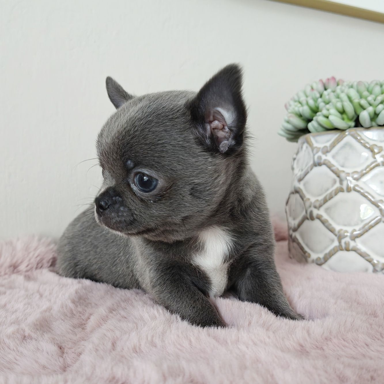 JENET gotowa do odbioru cudeńko suczka niebieska chihuahua