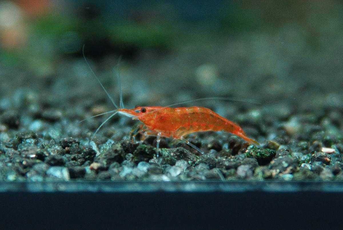 Krewetki Neocaridina Orange