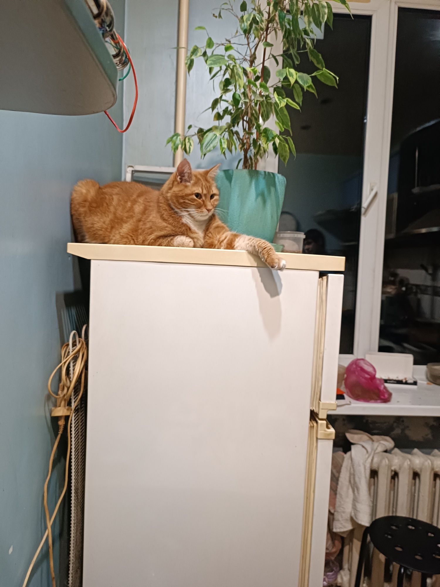Передержка котов