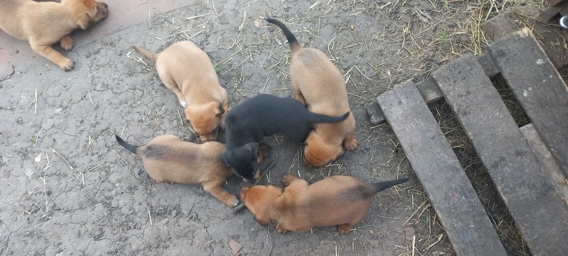 Віддам цуценят в добрі руки