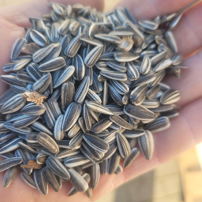 Słonecznik pasiak 10kg zbiór 2025