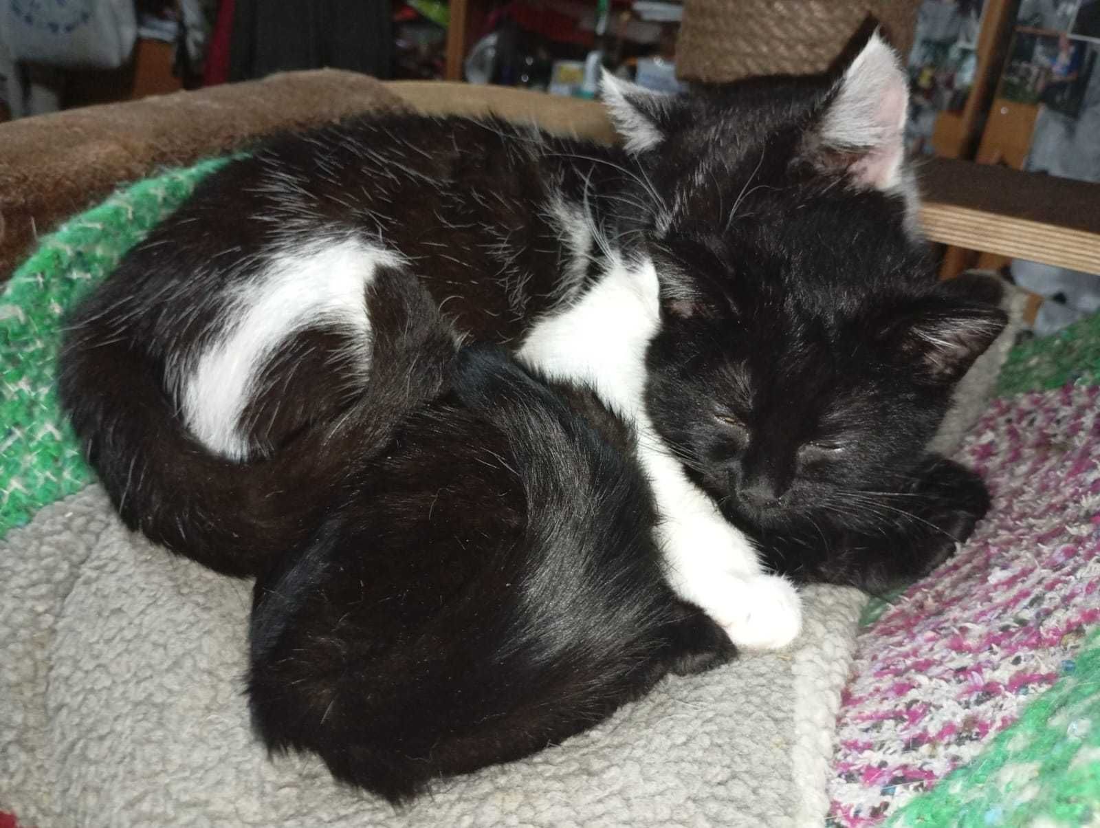 kotki  do adopcji, oswojone, zdrowe