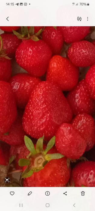 Продам рассаду клубники: распродажа остатков