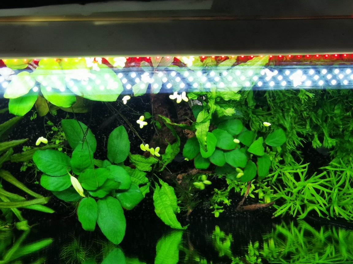 Plantas de aquário - Low Tech