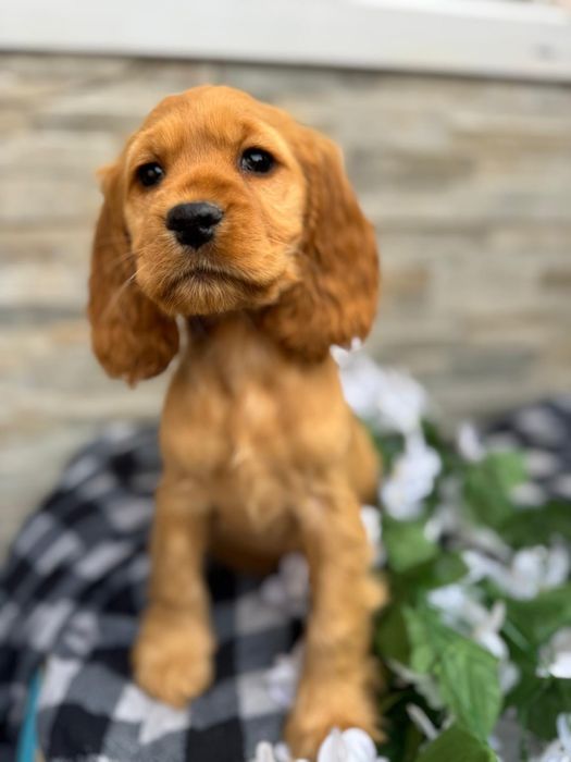 Cocker spaniel sunia z rodowodem