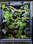 Terrarium tropikalne 40x40x60