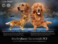 Golden Retriever - złoty po linii amerykańskiej ZKwP/FCI