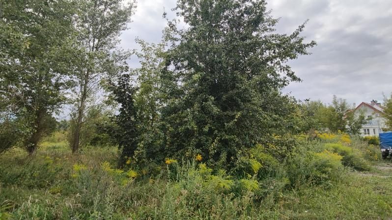Wycinka drzew czyszczenie działki wywóz karp odpadów kompleksowe usług