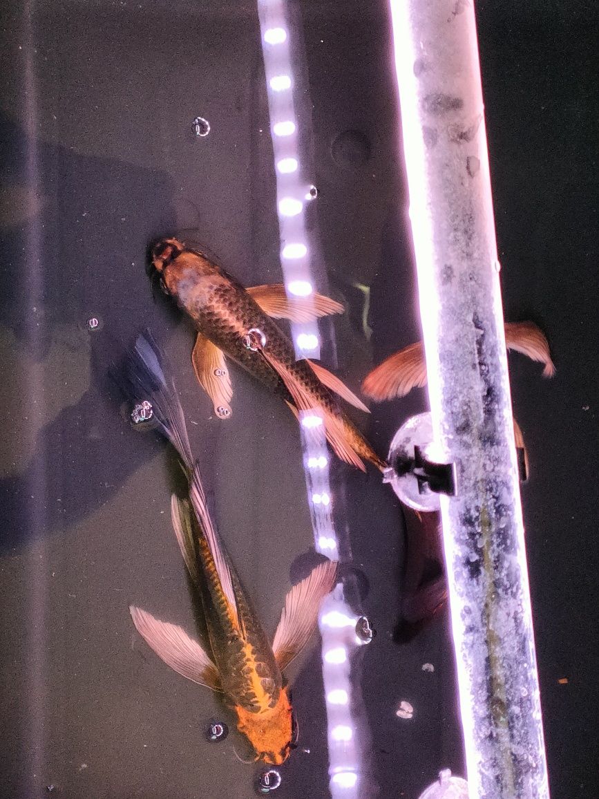 Karp koi Long Fin Butterfly sklep zoologiczny Pirania Olsztyn wysyłka