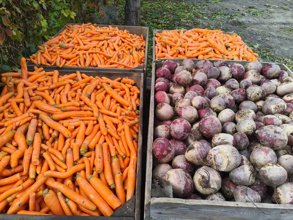 Sprzedam buraki / marchew  / ziemniaki