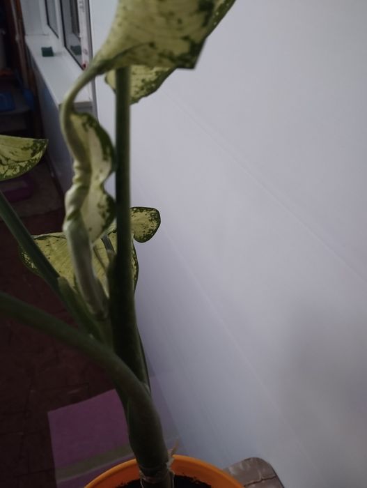 Диффенбахия комнатный цветок