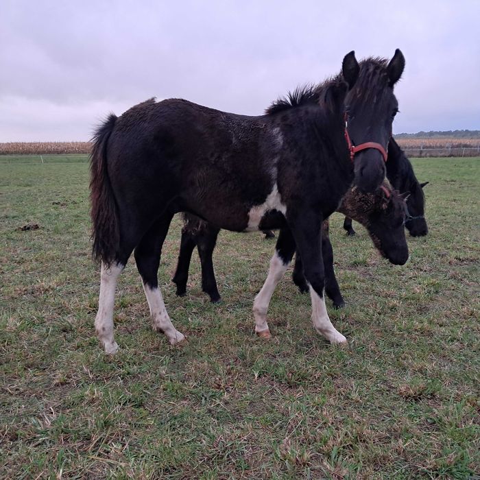 Sprzedam ogierka huculskiego. Ogier. Hucuł.