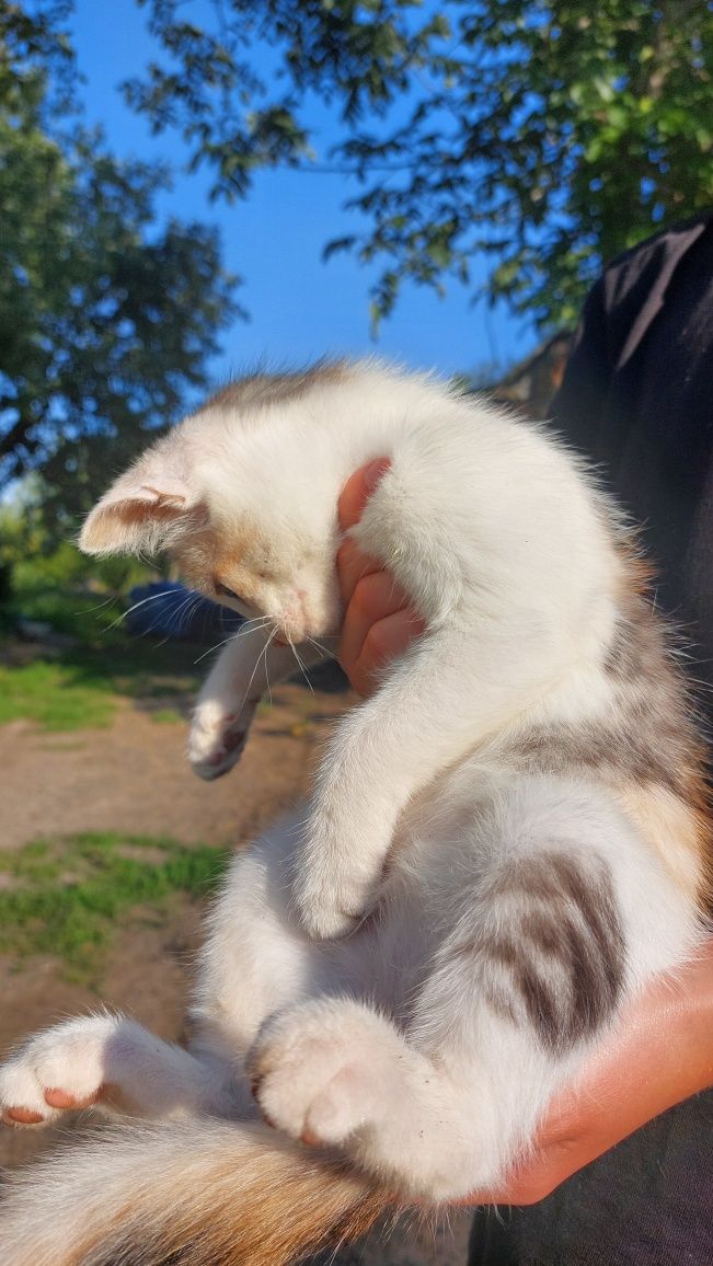 Кошенята в добрі руки