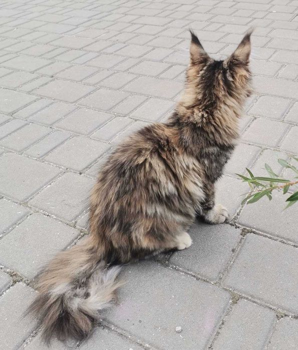 Кошенята Мейн-кун