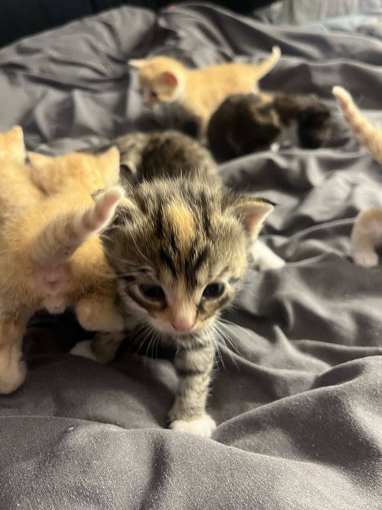 kotki do adopcji :)