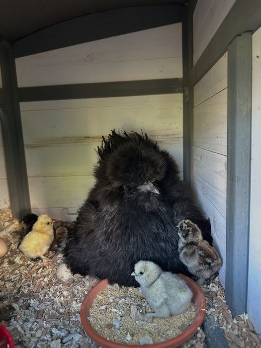 Galinhas Sedosas do Japão