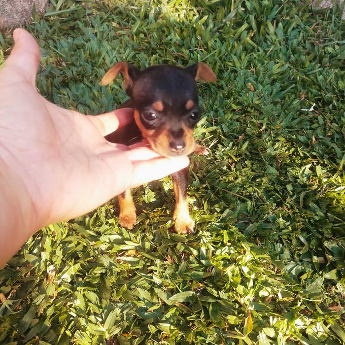 Pinscher mini fêmea