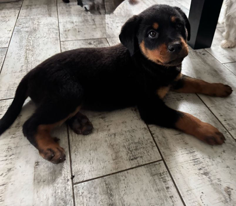 Rottweiler ostatnia suczka