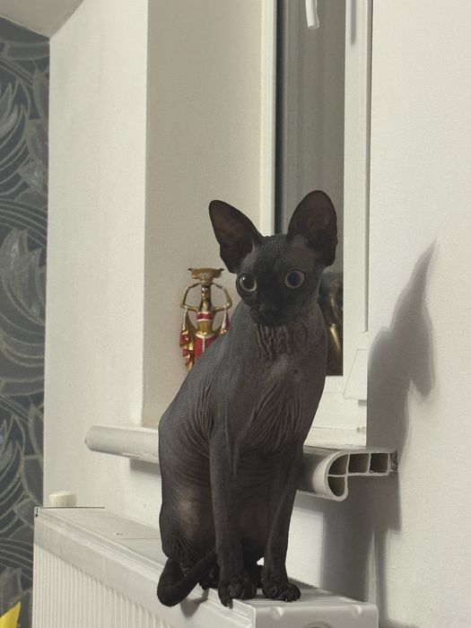 Терміново ! Наша дівчинка в пошуках котика