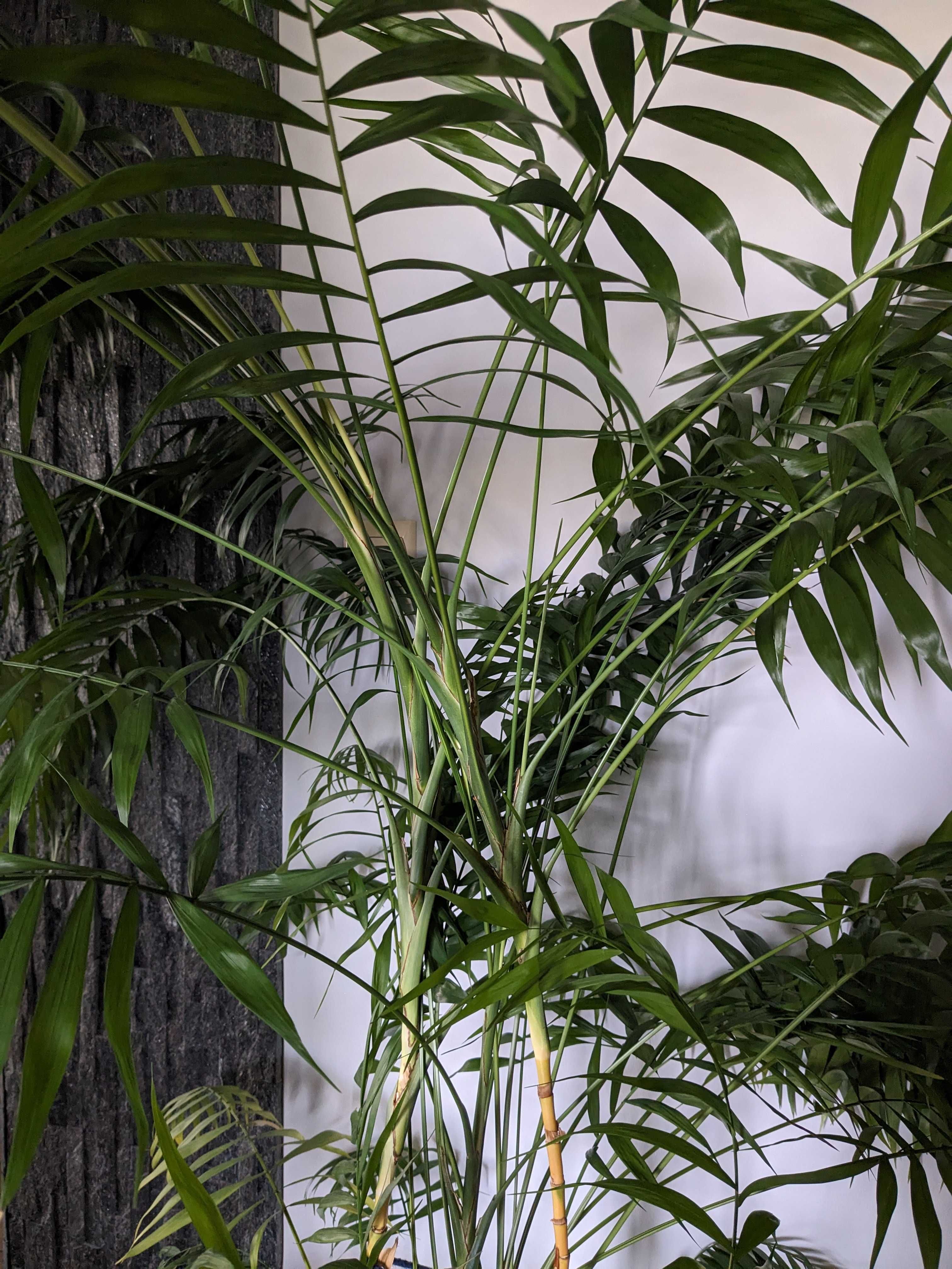 Palma Areka (Areca Dypsis) - wys. 250 cm