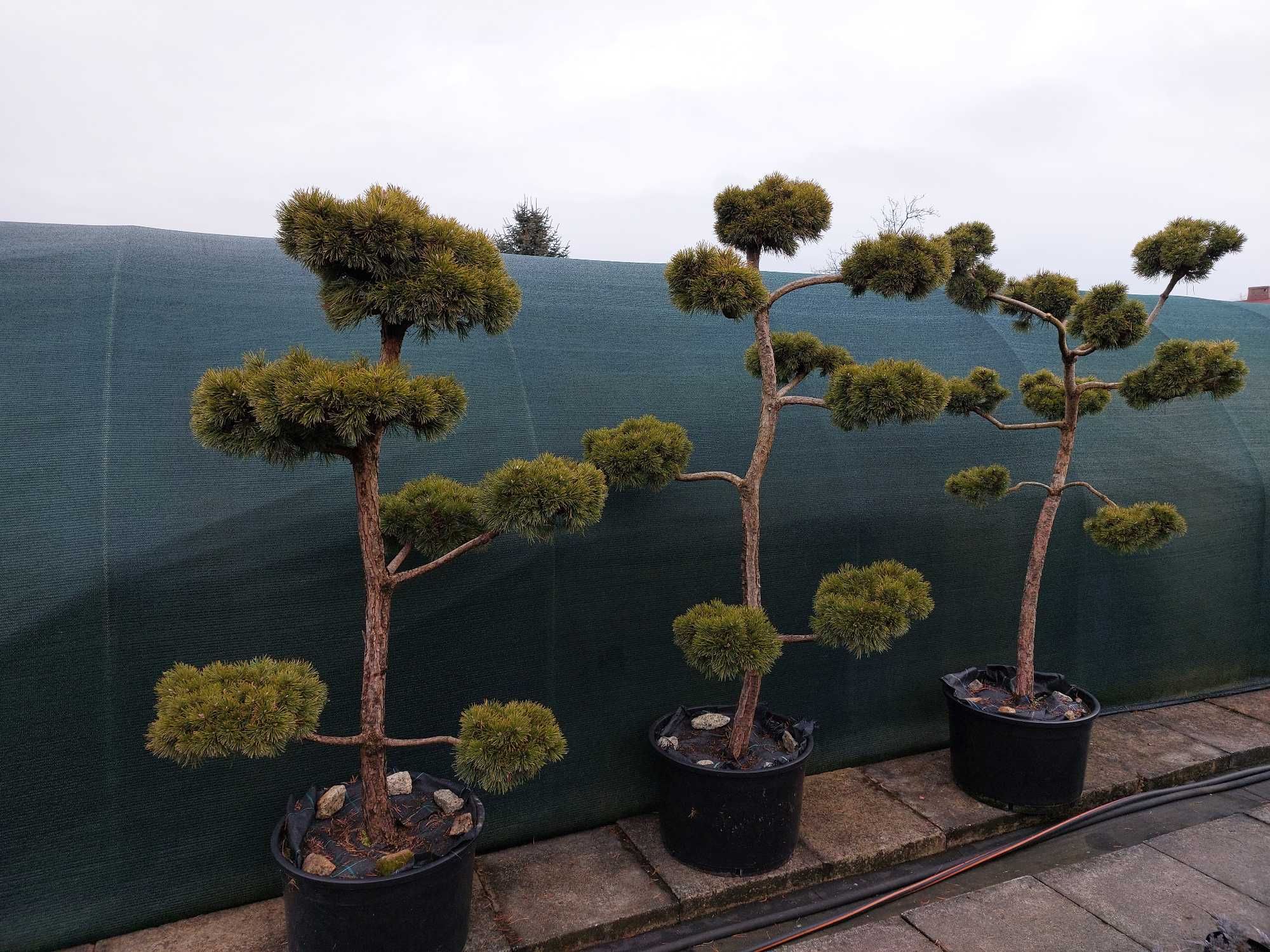 Niwaki, bonsai, sosna szczepiona nie wymagająca formowania!