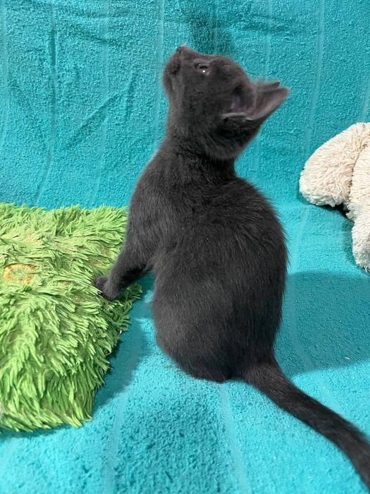 Отдам даром в добрые руки серого котенка