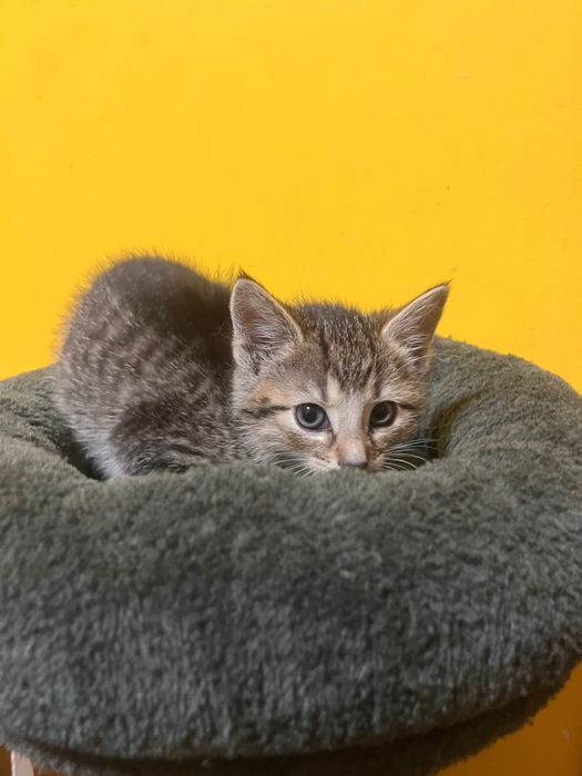 kotki do adopcji