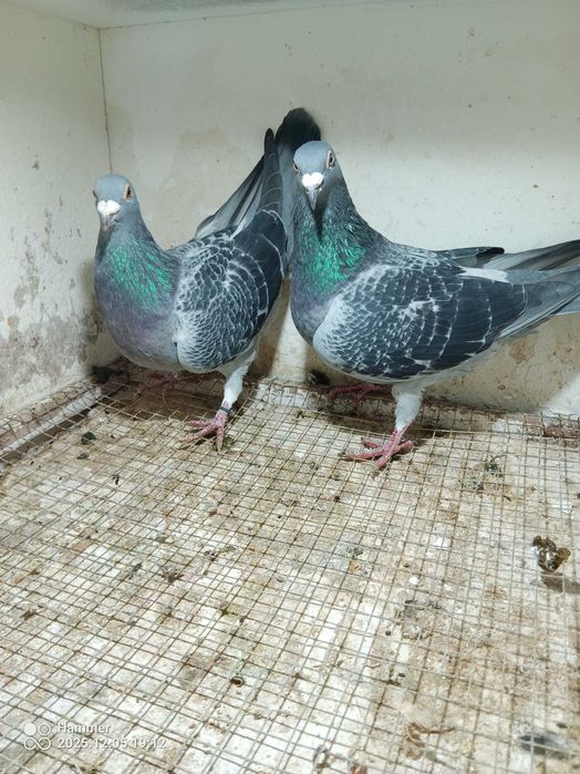Gołębie pocztowe. Samice Belgia. Świetne pochodzenie. Rodowody.