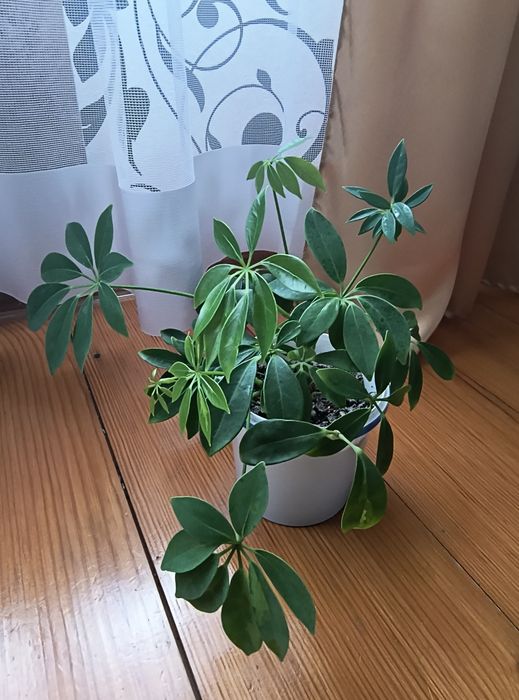 Шефлера  250 грн