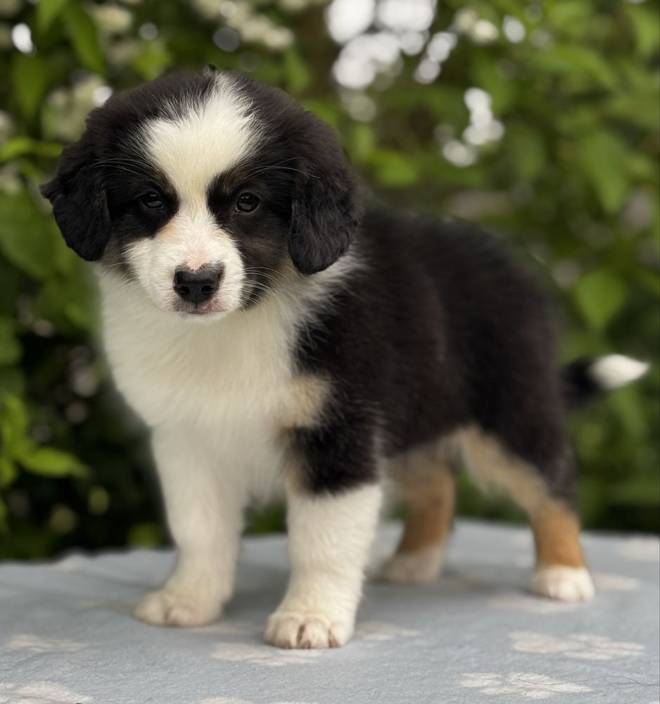 Amerykański owczarek miniaturowy- MAS - Mini Aussie- suczka FCI