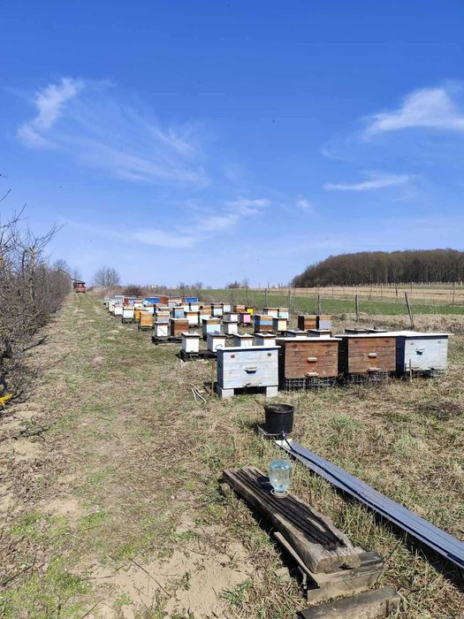 Пасіку, бджоли, відводки, зимувалі сім'ї