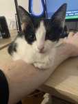 Kotek do adopcji
