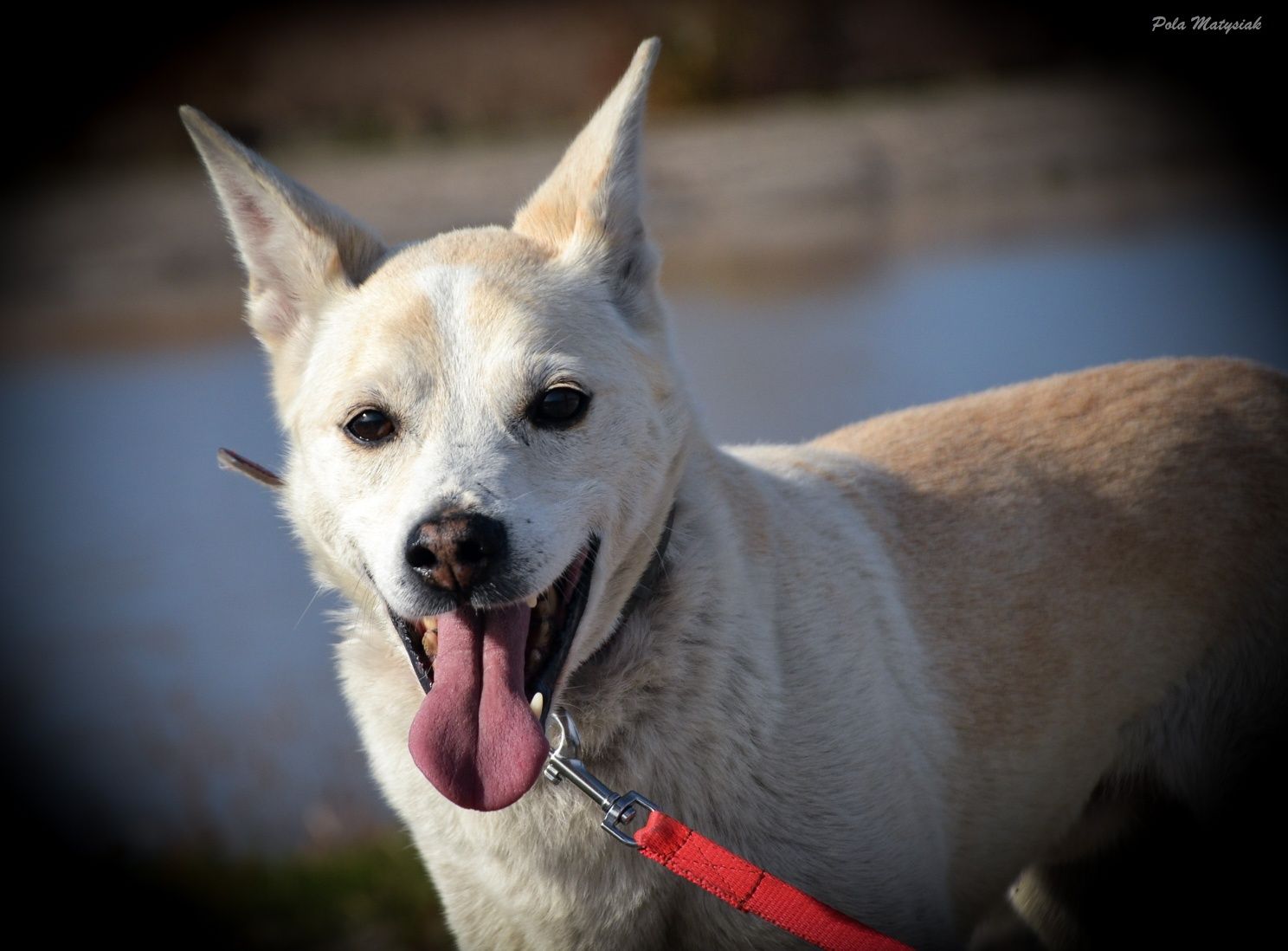 Piękny Tic poleca się do adopcji!