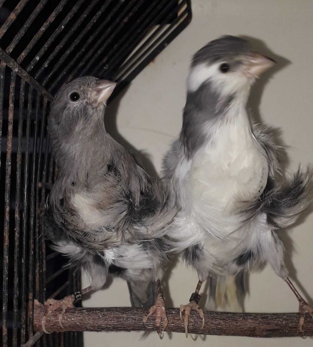 Vendo canários apartir de 10€